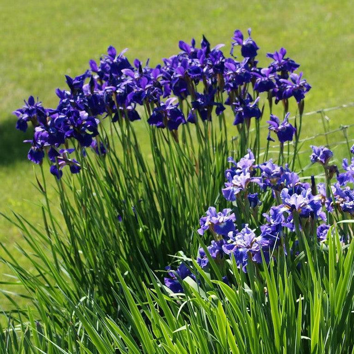Iris, Caesar's Brother Siberian Iris