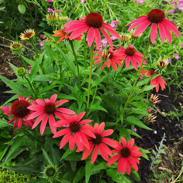 Coneflower, Cheyenne Spirit Echinacea, Coneflower