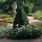 Boxwood, Green Mountain Boxwood
