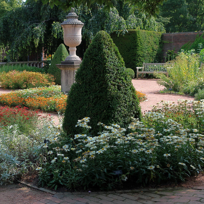 Boxwood, Green Mountain Boxwood