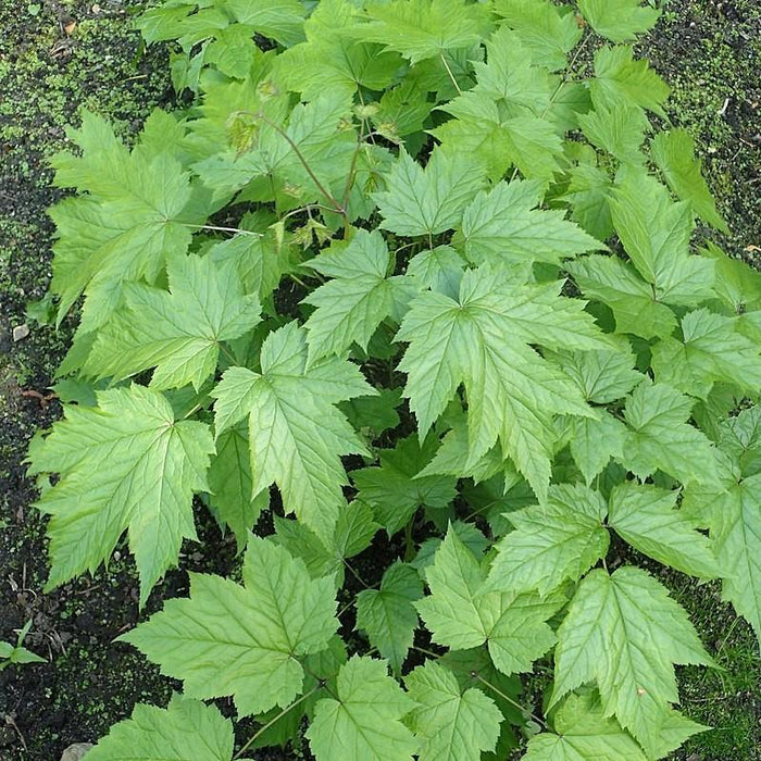 Cohosh, Black Cohosh