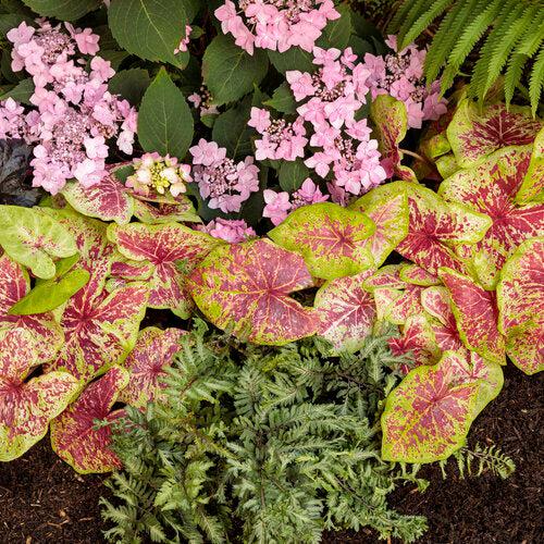 Fern, PW® Crested Japanese Painted Fern