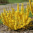 Forsythia, Show Off® Sugar Baby® Forsythia
