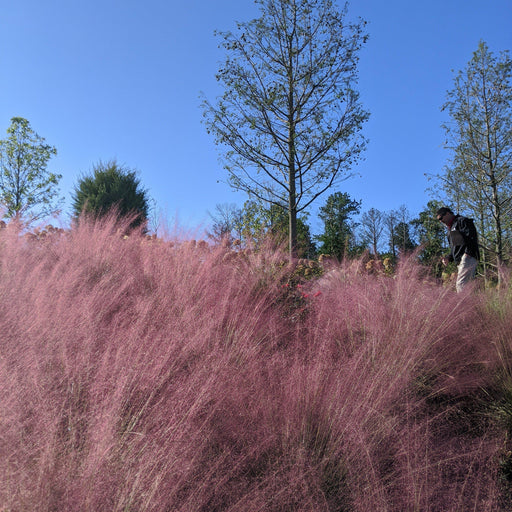 Grass, Pink Muhly Grass