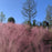 Grass, Pink Muhly Grass