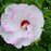 Hibiscus, Summerific® Ballet Slippers Hibiscus