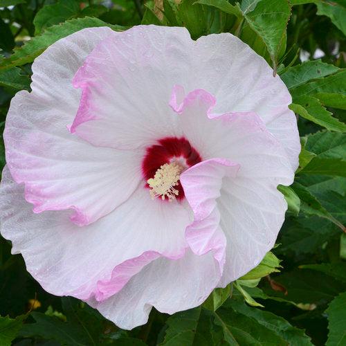Hibiscus, Summerific® Ballet Slippers Hibiscus