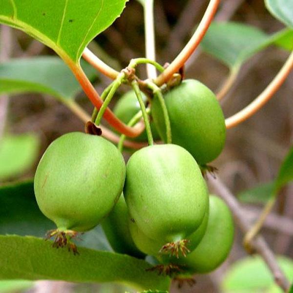 Kiwi, Issai Kiwi