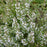 Thymus vulgaris 'English'  - English Thyme