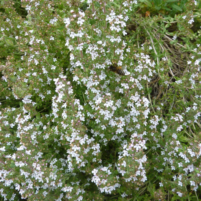 Thymus vulgaris 'English'  - English Thyme