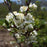 Plum, Beach Plum