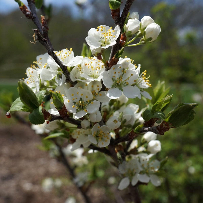 Plum, Beach Plum