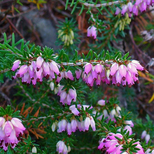 Heather, Pink Heather