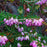 Heather, Pink Heather