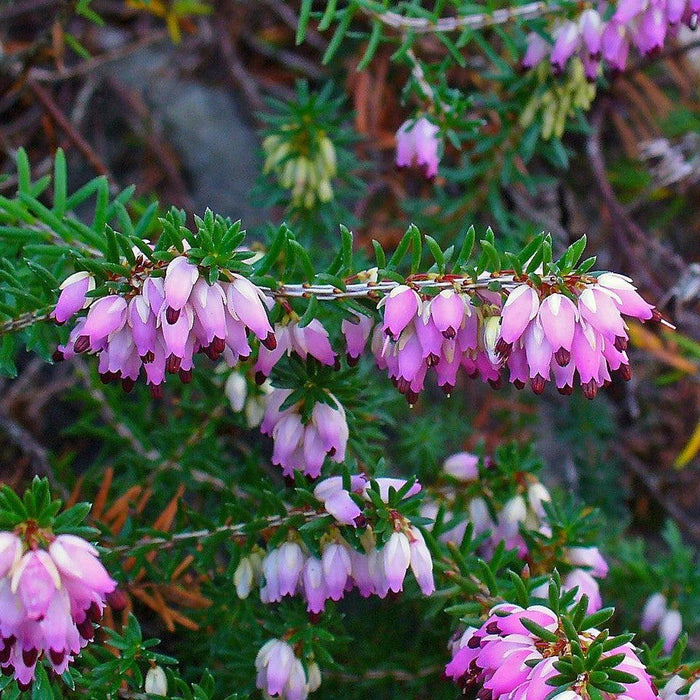 Heather, Pink Heather