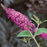 Butterfly Bush, Miss Ruby Butterfly Bush