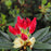 Rhododendron, Dandy Man Color Wheel Rhododendron