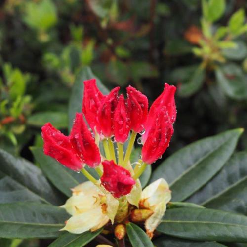 Rhododendron, Dandy Man Color Wheel Rhododendron
