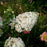Hydrangea, First Editions® Strawberry Sundae® Paniculata Hydrangea