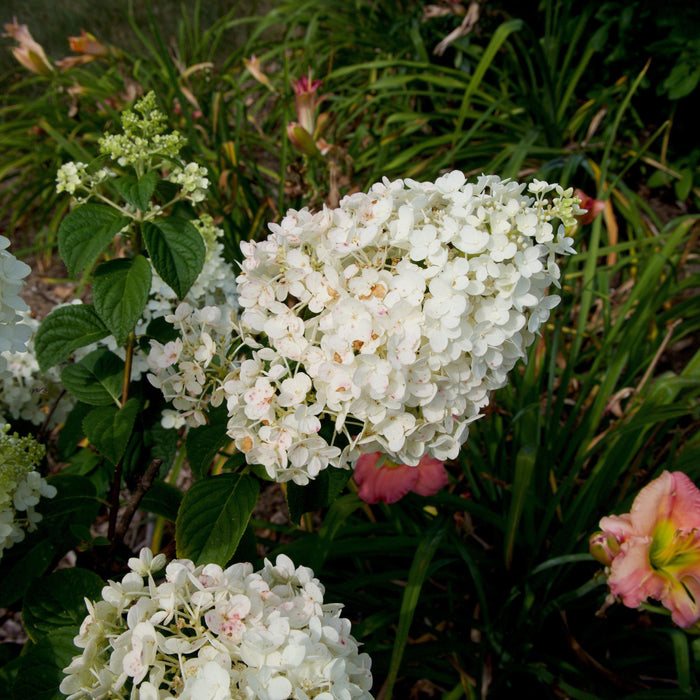 Hydrangea, First Editions® Strawberry Sundae® Paniculata Hydrangea
