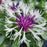 Bachelor's Button, Amethyst in Snow Bachelor Button