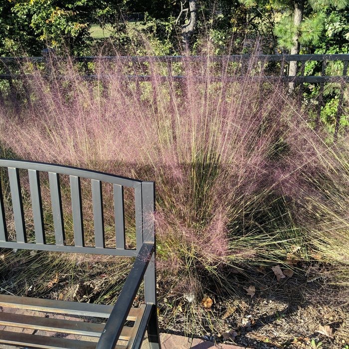 Grass, Pink Muhly Grass