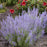 Russian Sage, Denim 'N Lace Russian Sage