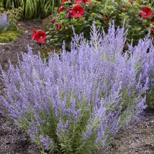 Russian Sage, Denim 'N Lace Russian Sage
