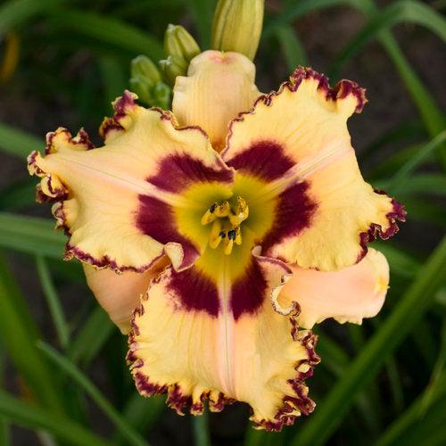 Daylily, Rainbow Rhythm® King of the Ages Daylily