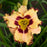 Daylily, Rainbow Rhythm® King of the Ages Daylily