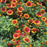 Blanket Flower, Arizona Sun Blanket Flower