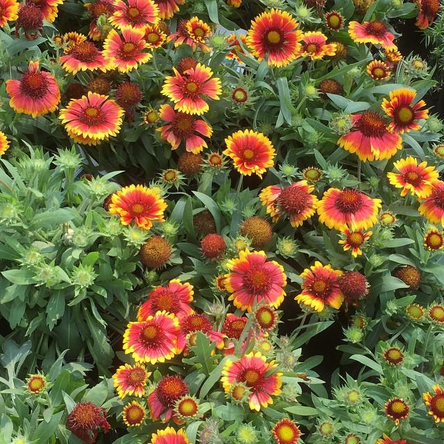 Blanket Flower, Arizona Sun Blanket Flower