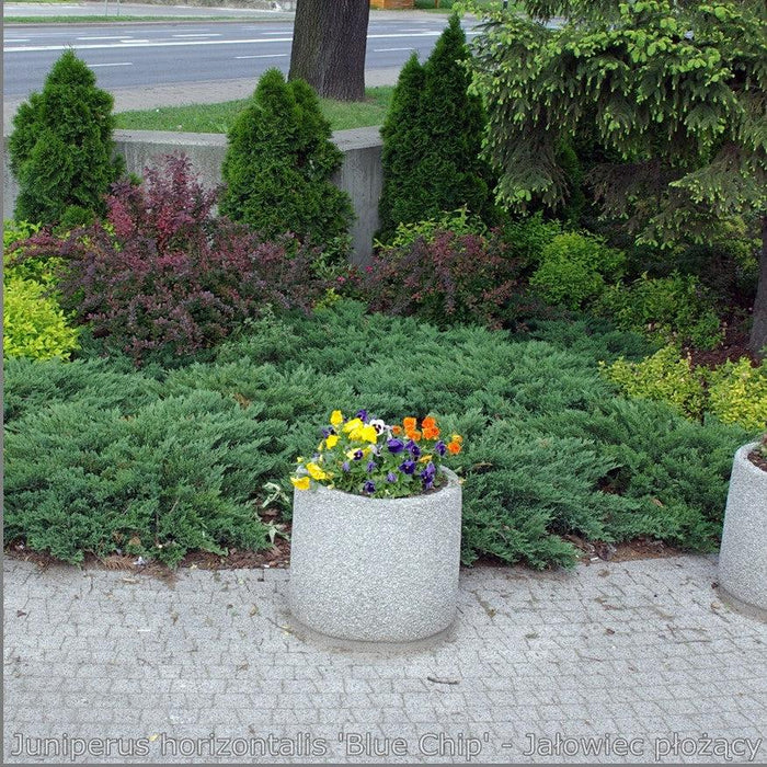 Juniper, Blue Chip Juniper