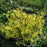 Forsythia, Lynwood Gold Forsythia