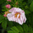 Rose, Snow Pavement Rugosa Rose
