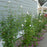 Hibiscus, PW® White Pillar® Rose of Sharon