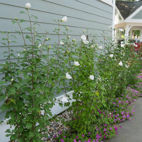 Hibiscus, PW® White Pillar® Rose of Sharon
