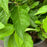 Beautyberry, American Beautyberry