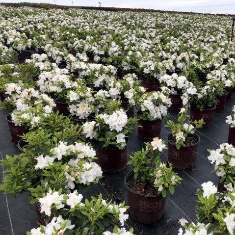 Azalea, Encore Autumn Lily Azalea