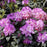 Rhododendron, Minnetonka Rhododendron