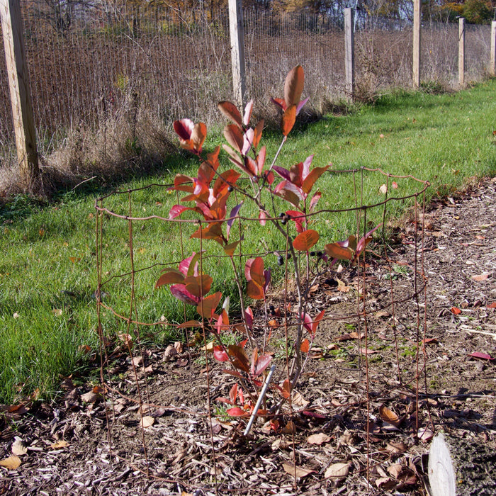 Chokeberry, Viking Black Chokeberry