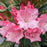 Rhododendron, Dandy Man Color Wheel Rhododendron