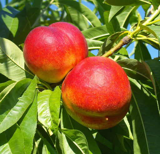 Nectarine, Redgold (Prunus X Redgold), 7 gal
