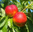Nectarine, Redgold (Prunus X Redgold), 7 gal