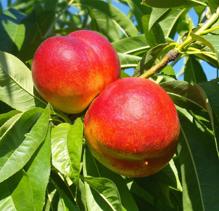 Nectarine, Redgold (Prunus X Redgold), 7 gal