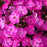 Phlox, Volcano Pink Phlox