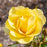 Rosa 'Meianycid' PP 27,894  - Bloomables® Gilded Sun™ Rose