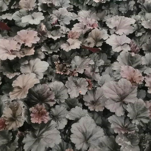 Coral Bells, Black Sea Coral Bells