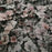 Coral Bells, Black Sea Coral Bells
