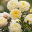 Rose, David Austin Nye Bevan English Shrub Rose